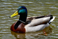 Mallard (male)