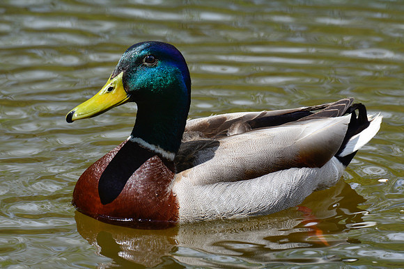Mallard (male)