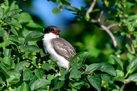 Eastern kingbird