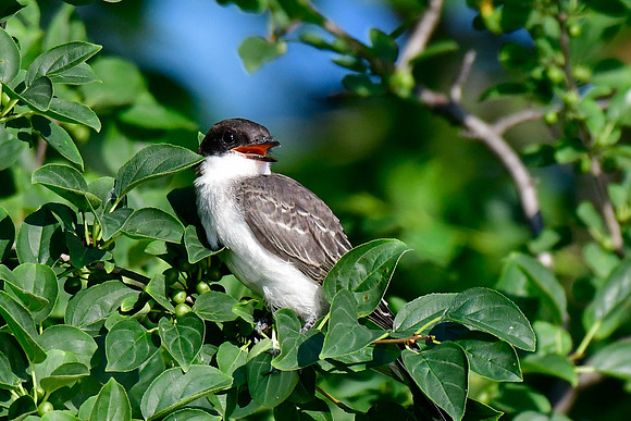 Eastern kingbird
