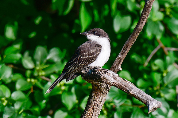Eastern kingbird