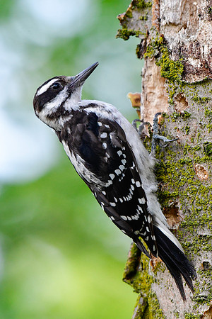 Hairy woodpecker (female)