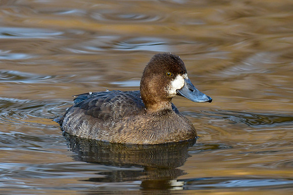 Greater scaup (female)