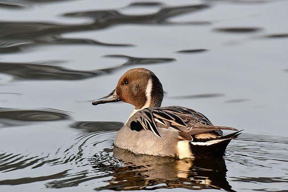 Northern  pintail (male)