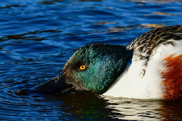 Northern shoveler demonstrating his shovelling technique