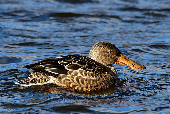 Northern shoveler (female)