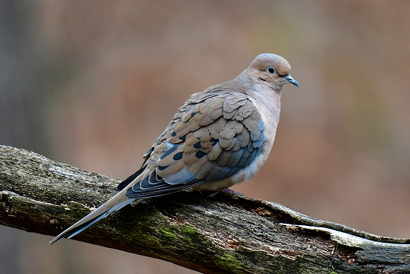 Mourning dove