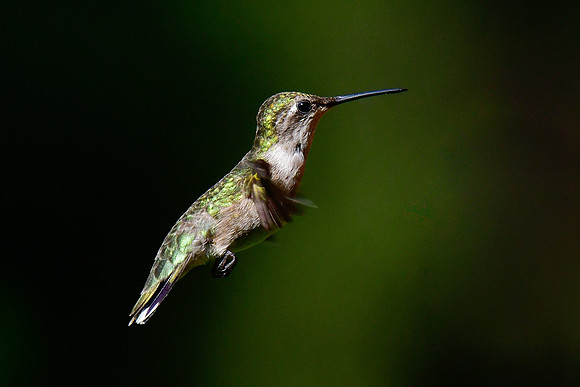 Ruby-throated hummingbird