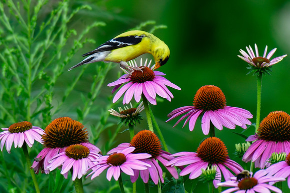 Goldfinch (male)