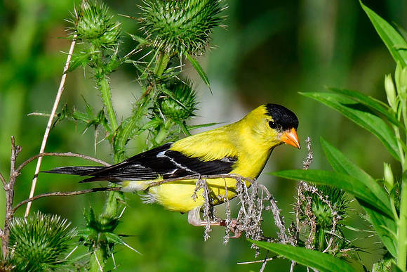Goldfinch (male)