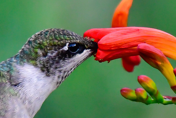 Ruby-throated hummingbird