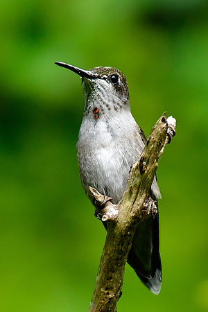 Ruby-throated hummingbird (immature male)