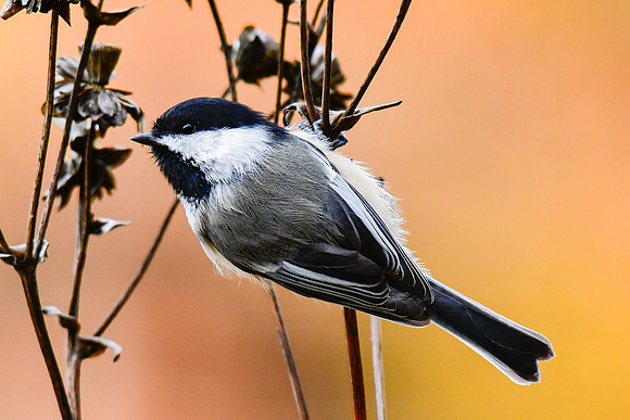 Black-capped chickadee