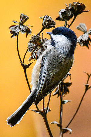 Black-capped chickadee