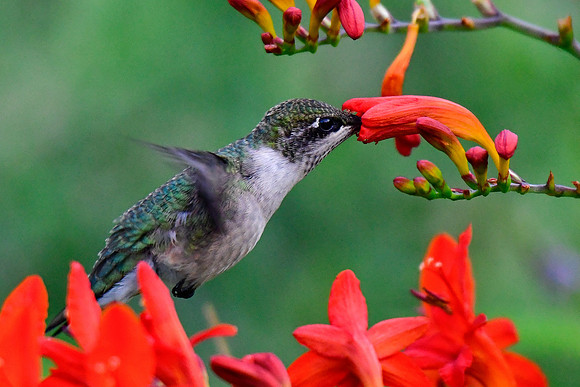 Ruby-throated hummingbird