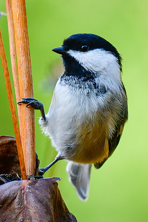 Black-capped chickadee