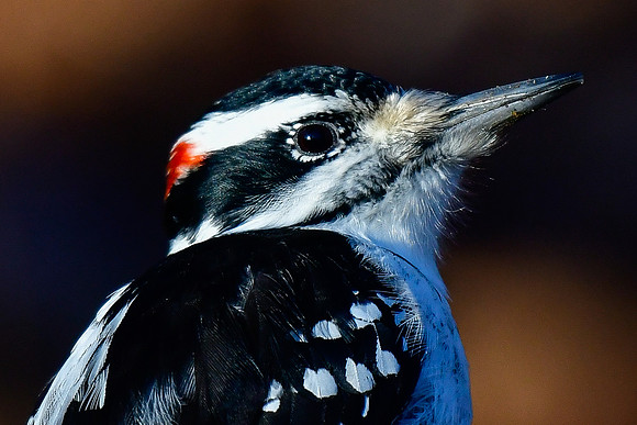 Hairy woodpecker (male)