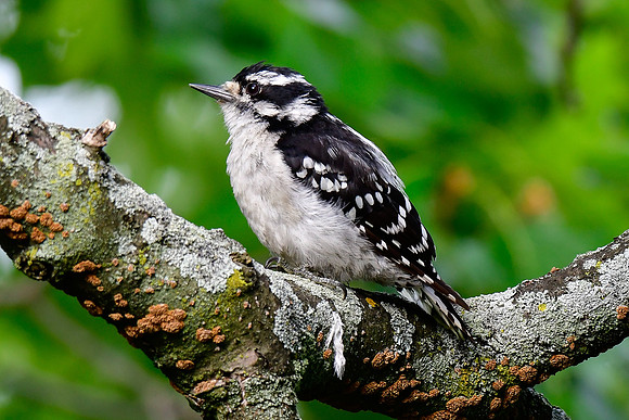 Downy woodpecker (female)