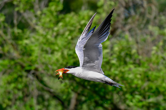 Caspian tern with fish
