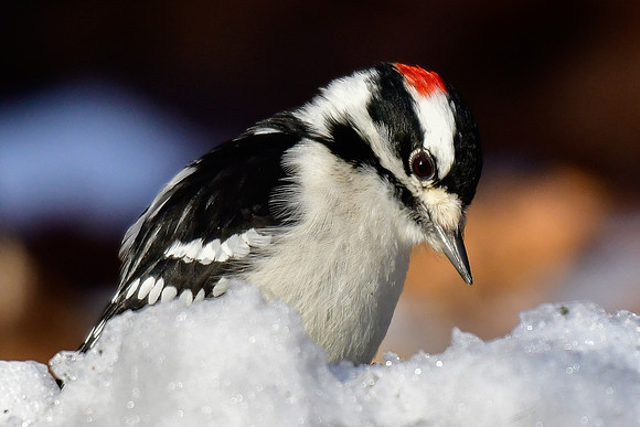 Downy woodpecker (male)