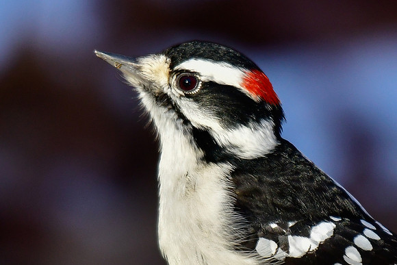 Downy woodpecker (male)