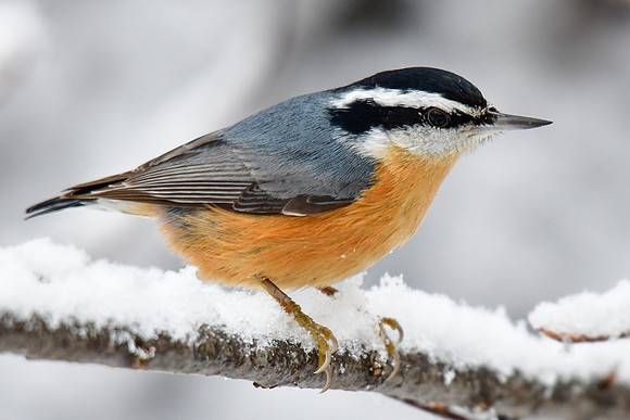 Red-breasted nuthatch