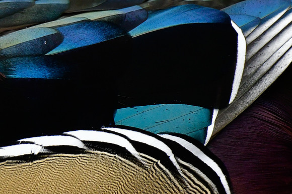 Wood duck feather pattern