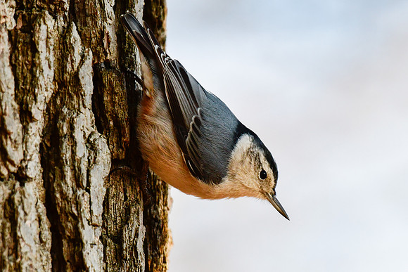 Red-breasted nuthatch