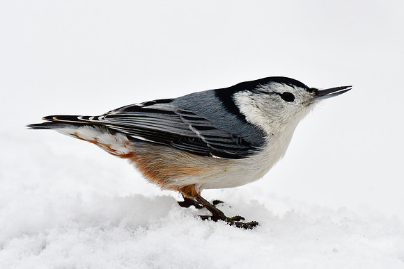 White-breasted nuthatch