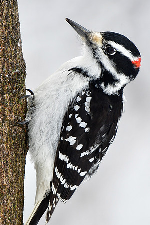 Hairy woodpecker (male)