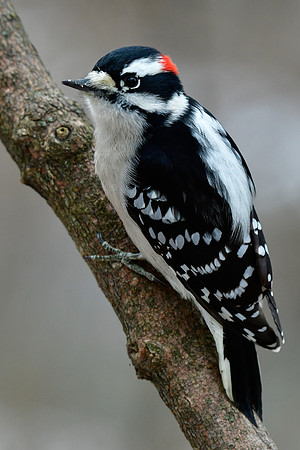 Downy woodpecker (male)