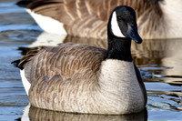 Canada goose