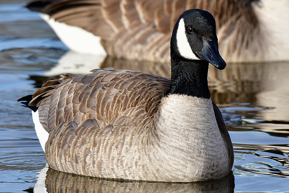 Canada goose