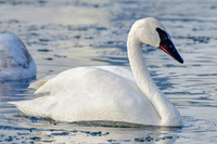 Trumpeter swan