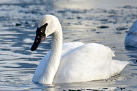 Trumpeter swan