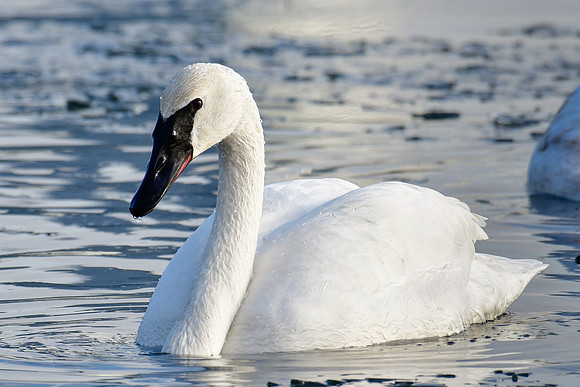 Trumpeter swan