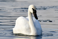 Trumpeter swan