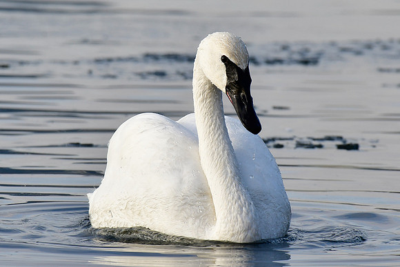 Trumpeter swan