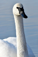Trumpeter swan