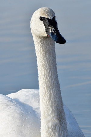 Trumpeter swan