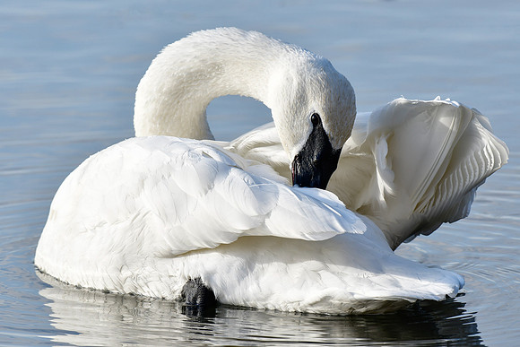 Trumpeter swan