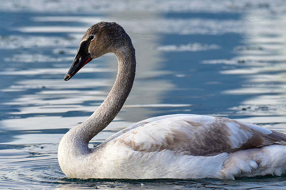 Trumpeter swan (immature)