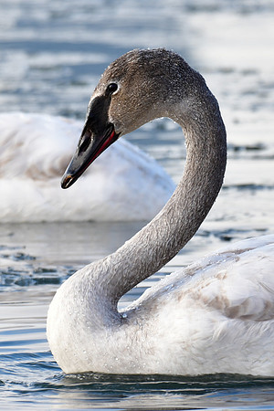 Trumpeter swan (immature)