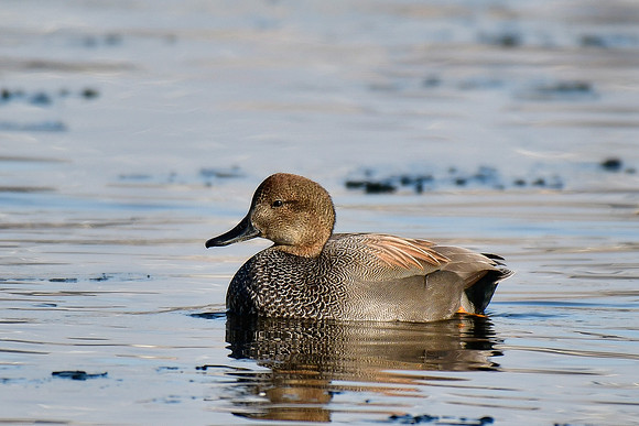 Gadwall (male)