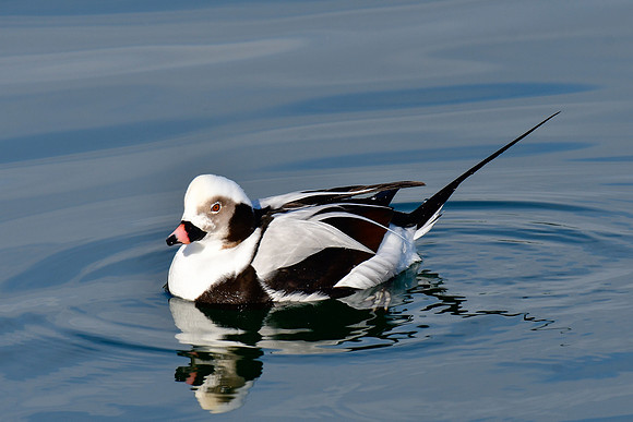 Long-tailed duck (male; winter)