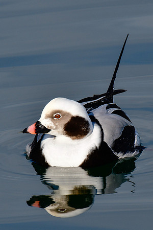 Long-tailed duck (male; winter)