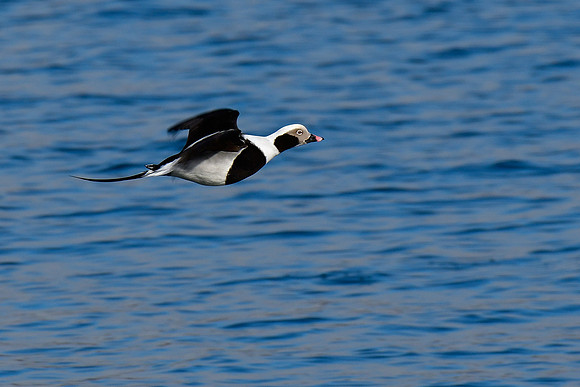 Long-tailed duck (male; winter)