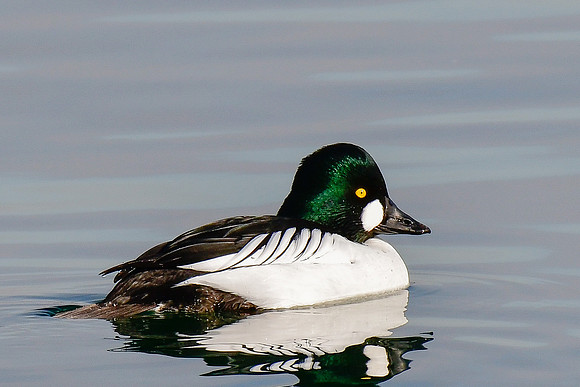 Common goldeneye (male)