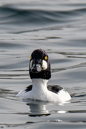 Common goldeneye (male)