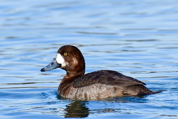 Greater scaup (female)
